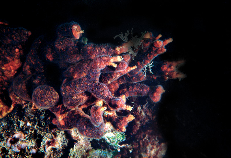 Turbicellepora avicularis